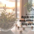 जैतून के तेल से परे: जैतून के पत्ते का अर्क आपके स्वास्थ्य को कैसे बेहतर बना सकता है | Beyond Olive Oil: How Olive Leaf Extract Can Improve Your Health
